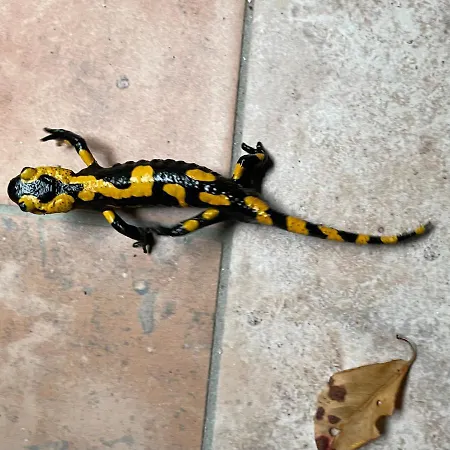 Feriehus Liethe 13 - Am Malerweg Kurort Gohrisch